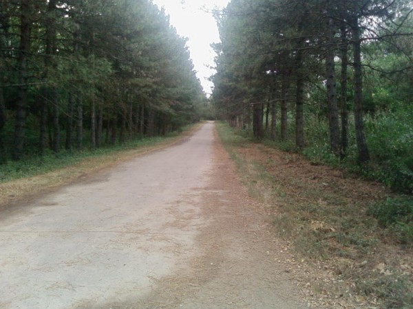 SP_A0342.jpg