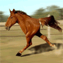 loshadka.gif