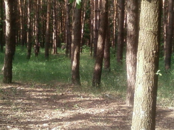 SP_A0735.jpg