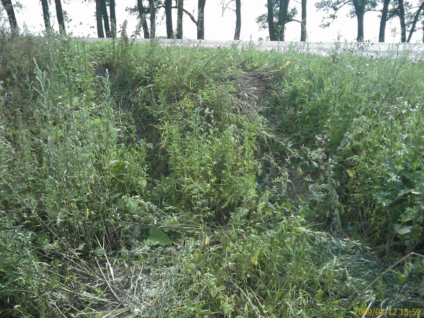 IMAGE_067.gif