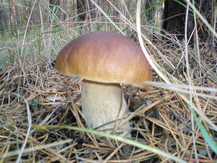 DSC00687.JPG