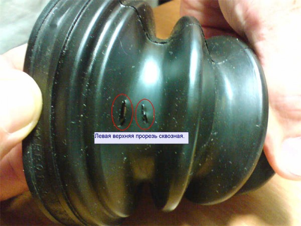 tripoid_annotated_small.jpg