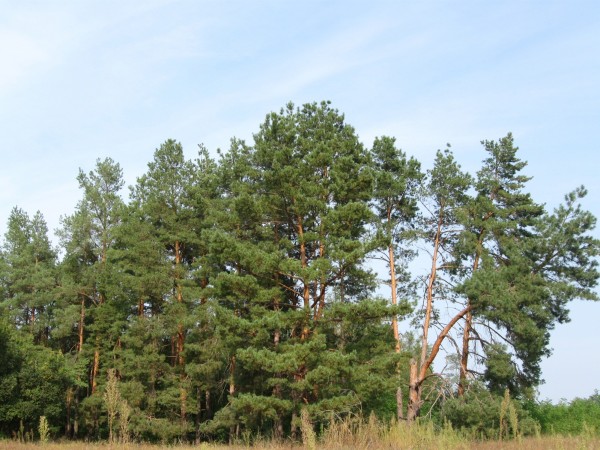 лес 250910 003.jpg