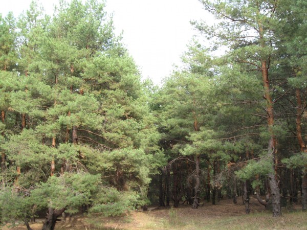 лес 250910 017.jpg