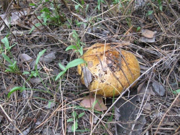 лес 250910 022.jpg