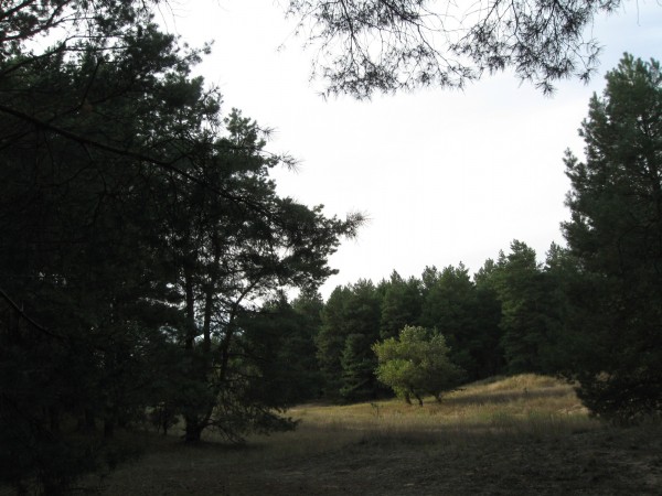 лес 250910 026.jpg