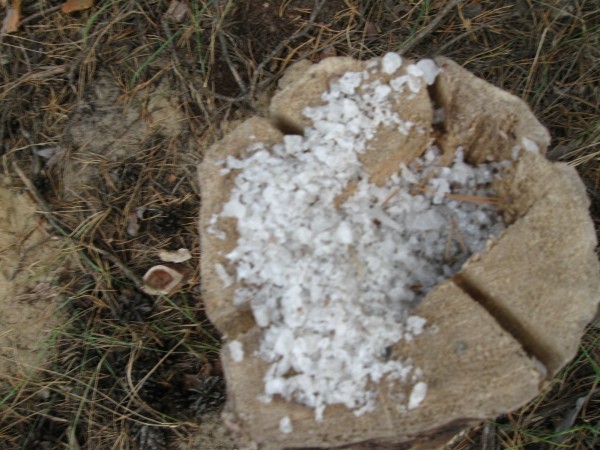 лес 250910 027.jpg