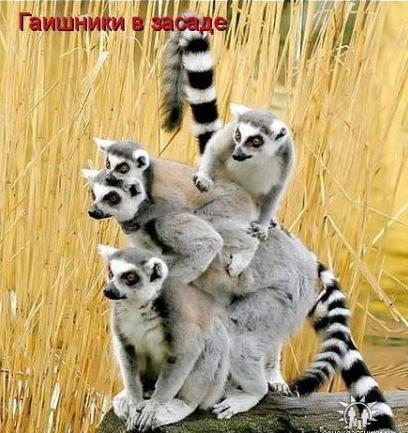 Гаи.jpg